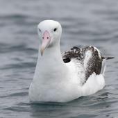Southern royal albatross | Toroa. Adult on water. Kaikoura pelagic, April 2023. Image &copy; Glenn Pure by Glenn Pure