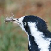 Magpie-lark. Adult female with grasshopper. Canberra, Australia., February 2016. Image &copy; RM by RM