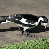 Magpie-lark. Adult female. Cairns area, September 2010. Image &copy; Dick Porter by Dick Porter