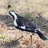 Magpie-lark. Adult female. Darwin area, July 2012. Image &copy; Dick Porter by Dick Porter