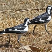 Magpie-lark. Adult pair, male on right. Darwin area, July 2012. Image &copy; Dick Porter by Dick Porter