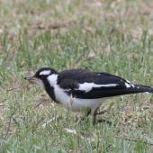 Magpie-lark. Immature bird with insect. Melbourne, November 2015. Image &copy; Sonja Ross by Sonja Ross