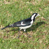 Magpie-lark. Adult female. Olympic Park, New South Wales, Australia, October 2014. Image &copy; Alan Tennyson by Alan Tennyson