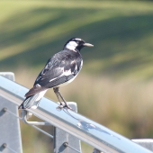 Magpie-lark. Adult male. Olympic Park, New South Wales, Australia, October 2014. Image &copy; Alan Tennyson by Alan Tennyson