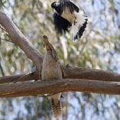 Magpie-lark. Adult male attacking a laughing kookaburra which has a blue-tongued lizard in its bill. Melbourne, November 2015. Image &copy; Sonja Ross by Sonja Ross
