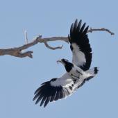 Magpie-lark. Adult male in flight, carrying prey. Kambah, Australian Capital Territory, January 2017. Image &copy; Glenn Pure 2017 birdlifephotography.org.au by Glenn Pure