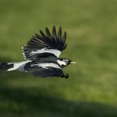 Magpie-lark. Adult male in flight. Garden Island, South Australia, May 2015. Image &copy; Craig Greer by Craig Greer http://craiggreer.com