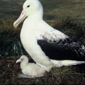 Southern royal albatross. Adult and chick on nest . Campbell Island, March 1971. Image &copy; Department of Conservation ( image ref: 10038254 ) by Don Merton Courtesy of Department of Conservation