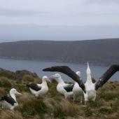 Southern royal albatross. Adults displaying. Perseverance Harbour,  Campbell Island, April 2008. Image &copy; Department of Conservation ( image ref: 10067734 ) by Andrew Maloney Courtesy of Department of Conservation