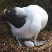 Southern royal albatross. Adult at nest with egg. Enderby Island, Auckland Islands, November 2009. Image &copy; Kate Beer by Kate Beer &nbsp;