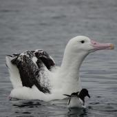 Southern royal albatross. Subadult. Kaikoura pelagic, June 2021. Image &copy; Janet Burton by Janet Burton