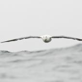 Southern royal albatross | Toroa. Adult showing leading edges of wings. Kaikoura pelagic, February 2010. Image &copy; Neil Fitzgerald by Neil Fitzgerald www.neilfitzgeraldphoto.co.nz