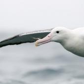 Southern royal albatross | Toroa. Adult in flight showing head and wings. Kaikoura pelagic, February 2010. Image &copy; Neil Fitzgerald by Neil Fitzgerald www.neilfitzgeraldphoto.co.nz