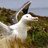 Southern royal albatross. Adult near nest with wings raised. Campbell Island, January 2007. Image &copy; Ian Armitage by Ian Armitage