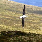 Southern royal albatross | Toroa. Dorsal view of juvenile in flight. Campbell Island, January 2007. Image &copy; Ian Armitage by Ian Armitage