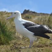 Southern royal albatross. Juvenile standing. Campbell Island, October 2012. Image &copy; Kyle Morrison by Kyle Morrison