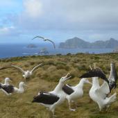 Southern royal albatross. 'Gam' displaying. Campbell Island, January 2013. Image &copy; Kyle Morrison by Kyle Morrison