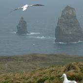 Southern royal albatross. Adults. Campbell Island, November 2010. Image &copy; Kyle Morrison by Kyle Morrison