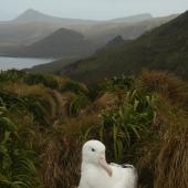 Southern royal albatross. Adult incubating on nest. Campbell Island, January 2012. Image &copy; Kyle Morrison by Kyle Morrison