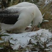Southern royal albatross | Toroa. Adult turning egg in nest with snow around. Campbell Island, December 2010. Image &copy; Kyle Morrison by Kyle Morrison