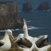 Southern royal albatross. Sub-adults 'gam' displaying. Campbell Island, December 2011. Image &copy; Kyle Morrison by Kyle Morrison