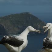 Southern royal albatross. Sub-adults 'gamming'. Campbell Island, December 2011. Image &copy; Kyle Morrison by Kyle Morrison