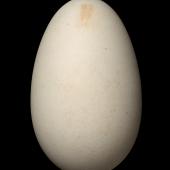 Southern royal albatross. Egg 118.8 x 73.6 mm (NMNZ OR.019063, collected by Jack Sorensen). Campbell Island, December 1942. Image &copy; Te Papa by Jean-Claude Stahl