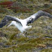 Southern royal albatross. Adult with wings spread showing upper surface. Campbell Island, January 2010. Image &copy; Joke Baars by Joke Baars