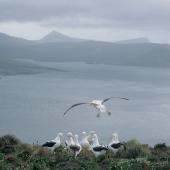 Southern royal albatross | Toroa. 'Gam' displaying group. Moubray Peninsula, Campbell Island, January 1993. Image &copy; Alan Tennyson by Alan Tennyson