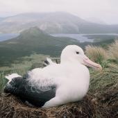 Southern royal albatross. Adult incubating egg in nest. North Col, Campbell Island, January 1993. Image &copy; Alan Tennyson by Alan Tennyson