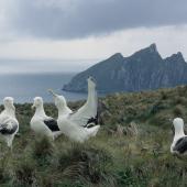 Southern royal albatross. 'Gam' displaying. South Col, Campbell Island, January 1993. Image &copy; Alan Tennyson by Alan Tennyson
