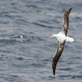 Southern royal albatross. Adult. Drake Passage, November 2019. Image &copy; Mark Lethlean by Mark Lethlean