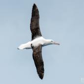 Southern royal albatross | Toroa. Juvenile in flight. The Petrel Station pelagic offshore from Tutukaka, December 2023. Image &copy; Scott Brooks, www.thepetrelstation.nz by Scott Brooks