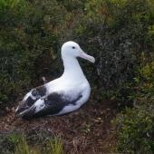 Southern royal albatross | Toroa. Adult on nest. Enderby Island,  Auckland Islands, January 2018. Image &copy; Colin Miskelly by Colin Miskelly