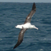 Southern royal albatross. Dorsal view of juvenile in flight. Cook Strait, August 2012. Image &copy; Alan Tennyson by Alan Tennyson