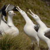 Southern royal albatross. Adults displaying. Campbell Island, February 2008. Image &copy; Craig McKenzie by Craig McKenzie