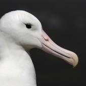 Southern royal albatross | Toroa. Close view of adult head. Campbell Island, February 2008. Image &copy; Craig McKenzie by Craig McKenzie