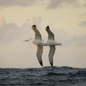 Southern royal albatross | Toroa. Two birds flying close together. At sea off Campbell Island, February 2008. Image &copy; Craig McKenzie by Craig McKenzie