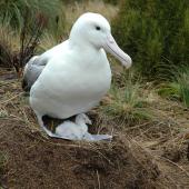 Southern royal albatross. Adult and chick. Campbell Island, January 2005. Image &copy; Matt Charteris by Matt Charteris
