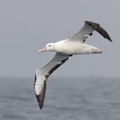 Northern royal albatross | Toroa. Adult in flight. Kaikoura pelagic, April 2023. Image &copy; Glenn Pure by Glenn Pure