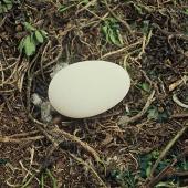 Northern royal albatross. Egg in nest . Little Sister Island, Chatham Islands, November 1973. Image &copy; Department of Conservation ( image ref: 10047089 ) by Rod Morris Courtesy of&nbsp;Department of Conservation