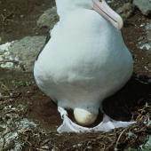 Northern royal albatross. Adult on egg in nest. Little Sister Island, Chatham Islands, February 1995. Image &copy; Department of Conservation ( image ref: 10024809 ) by Chris Robertson Courtesy of Department of Conservation