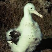Northern royal albatross. Chick . Taiaroa Head, Otago Peninsula, August 1976. Image &copy; Department of Conservation ( image ref: 10038142 ) by Rod Morris Courtesy of Department of Conservation