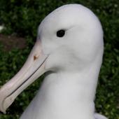 Northern royal albatross. Close view of adult head. Forty Fours,  Chatham Islands, December 2009. Image &copy; Mark Fraser by Mark Fraser