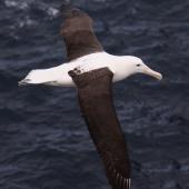 Northern royal albatross | Toroa. Dorsal view of adult in flight. Forty Fours,  Chatham Islands, December 2009. Image &copy; Mark Fraser by Mark Fraser