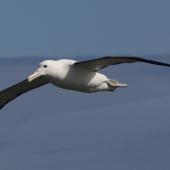 Northern royal albatross. Adult in flight showing leading edges of wings. Forty Fours,  Chatham Islands, December 2009. Image &copy; Mark Fraser by Mark Fraser