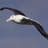Northern royal albatross. Partial dorsal view of adult in flight. Forty Fours,  Chatham Islands, December 2009. Image &copy; Mark Fraser by Mark Fraser