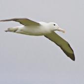 Northern royal albatross | Toroa. Adult in flight showing underwing. Otago Peninsula, December 2010. Image &copy; Raewyn Adams by Raewyn Adams
