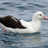 Northern royal albatross. Adult on water. Kaikoura pelagic, May 2009. Image &copy; Duncan Watson by Duncan Watson