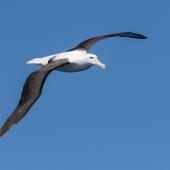 Northern royal albatross | Toroa. Immature. East of Poor Knights Islands, November 2023. Image &copy; Scott Brooks by Scott Brooks www.thepetrelstation.nz